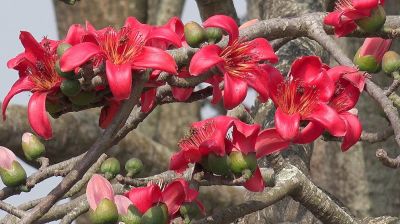 শিমুলের গাছের লাল আগুনে ফিরেছে বসন্ত