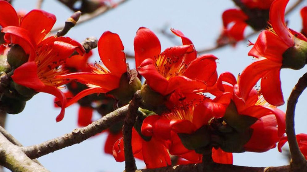 শিমুলের গাছের লাল আগুনে ফিরেছে বসন্ত