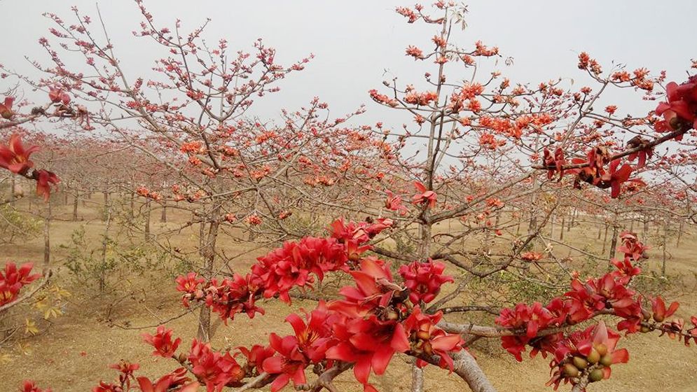 শিমুলের গাছের লাল আগুনে ফিরেছে বসন্ত