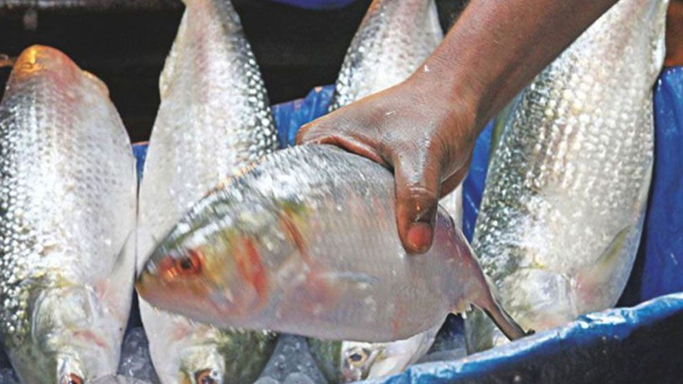 ভারতে ৩ হাজার টন ইলিশ রপ্তানির অনুমতি