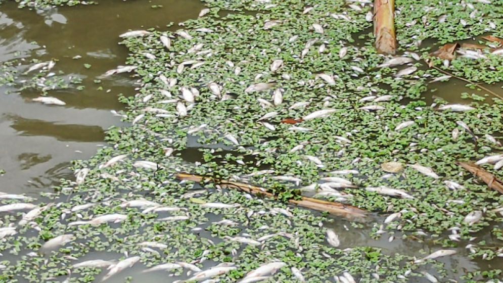 শত্রুতার বিষে মরল ২০ লাখ টাকার মাছ