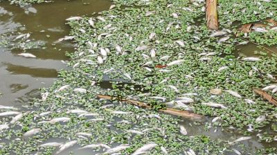 শত্রুতার বিষে মরল ২০ লাখ টাকার মাছ