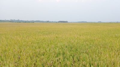 নষ্ট হওয়ার পথে দেড়শ একর জমির পাকা ধান