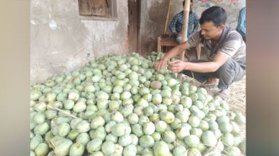 সাপাহারের বাজারে এসেছে গুটি আম