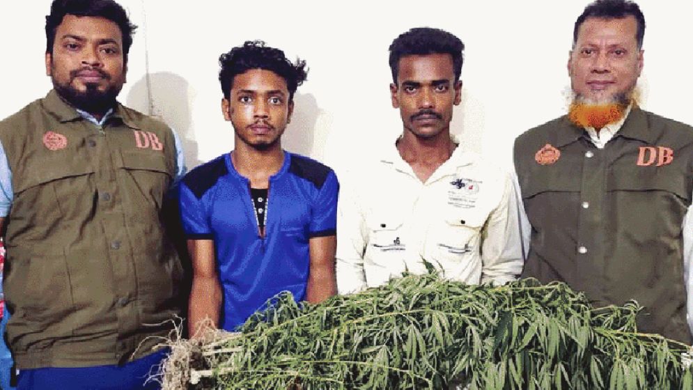 ঝালকাঠিতে ভুট্টাক্ষেতে গাঁজা চাষ, আটক দুই
